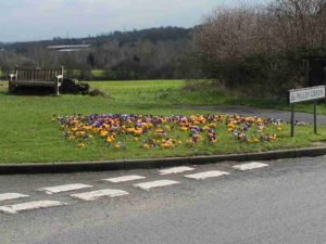 Pilley Green bench and crocuses