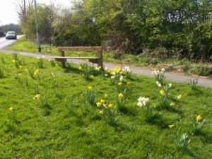 Tankersley Lane bench and daffodils