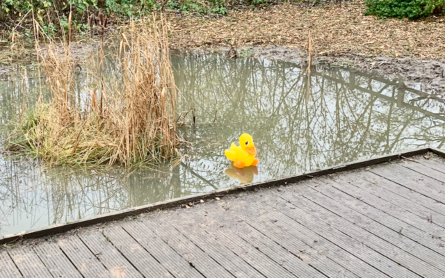 New resident of the Tankersley wildlife wetlands
